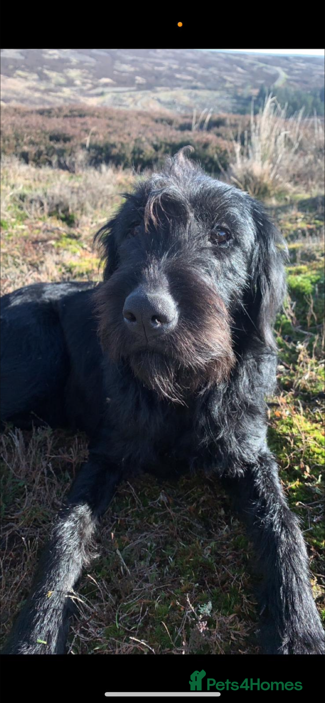 Mixed Breed dogs for sale: 3/4 Labrador 1/4 German wired hair pointer  - Image 16