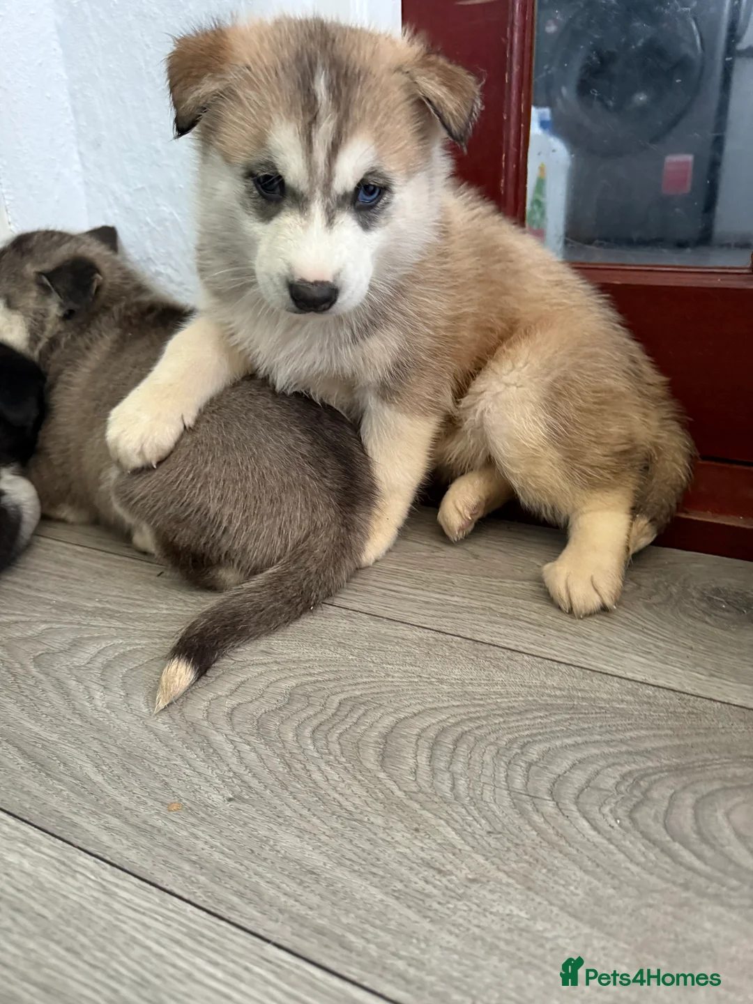 Siberian Husky dogs for sale: Puppies Siberian Huskies  - Advert 20