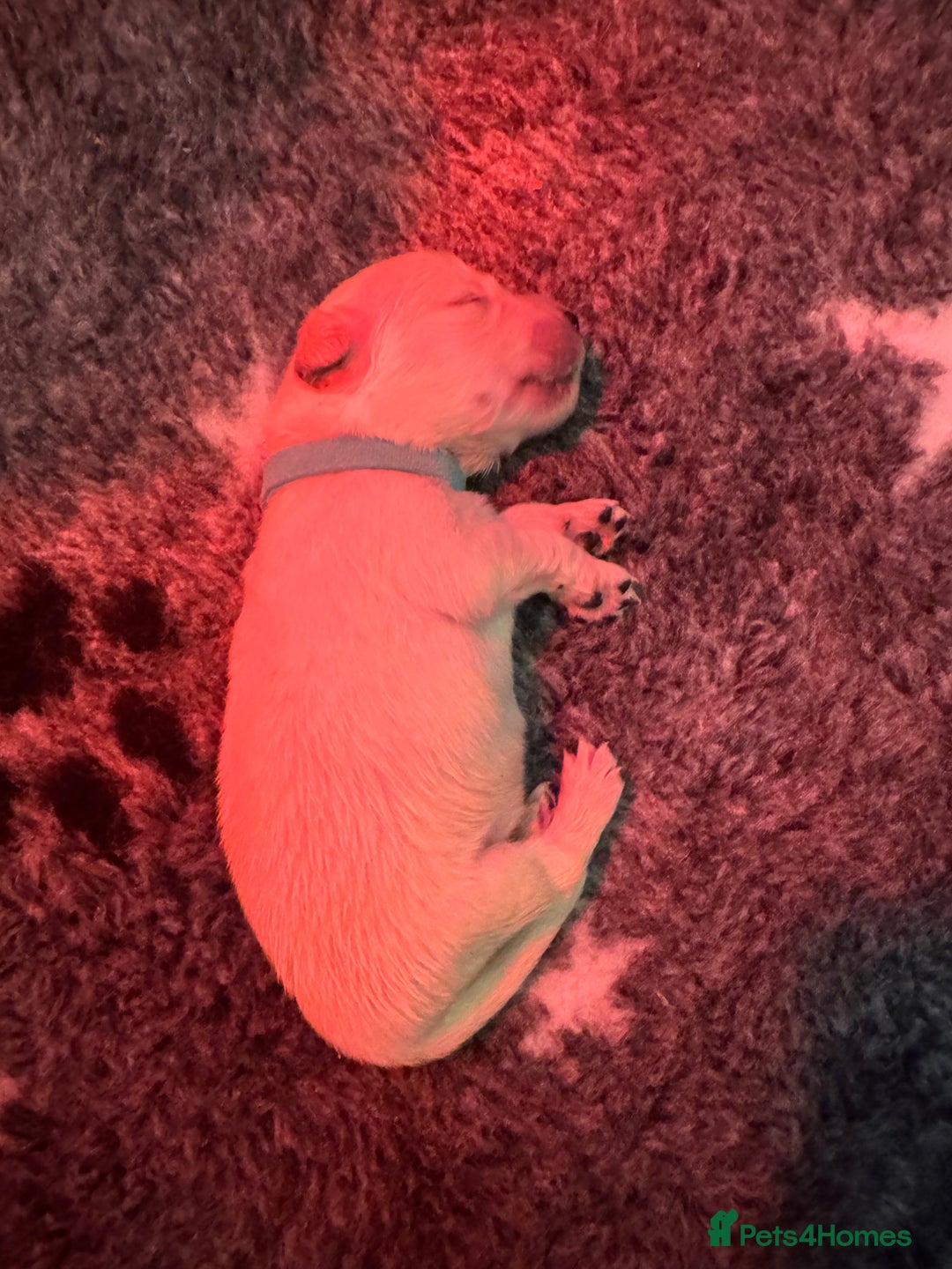 Golden Retriever dogs for sale: Beautiful chunky golden retriever babies - Advert 5