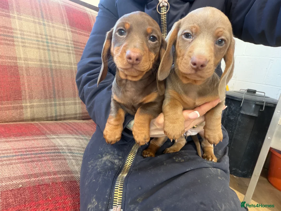 Miniature Dachshund dogs for sale: Mini dachshund 2 smooth boys available  - Advert 16