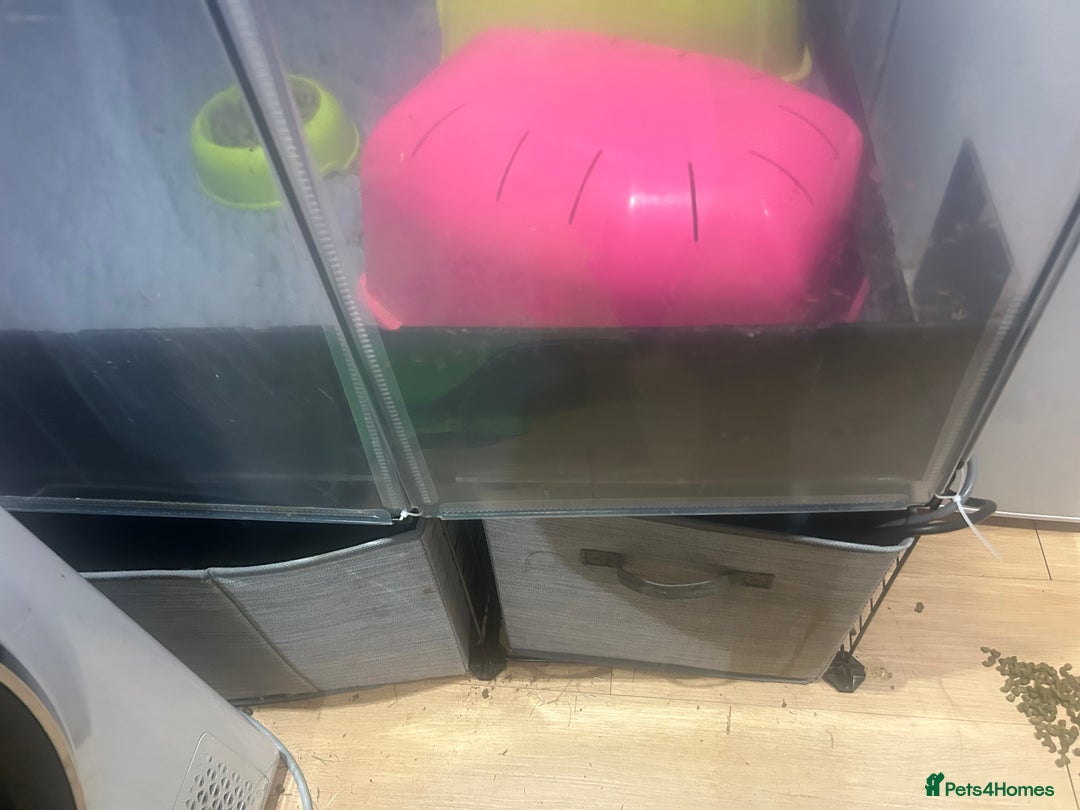 Guinea Pig rodents for sale: Two female guinea pigs needing a loving home  - Advert 8