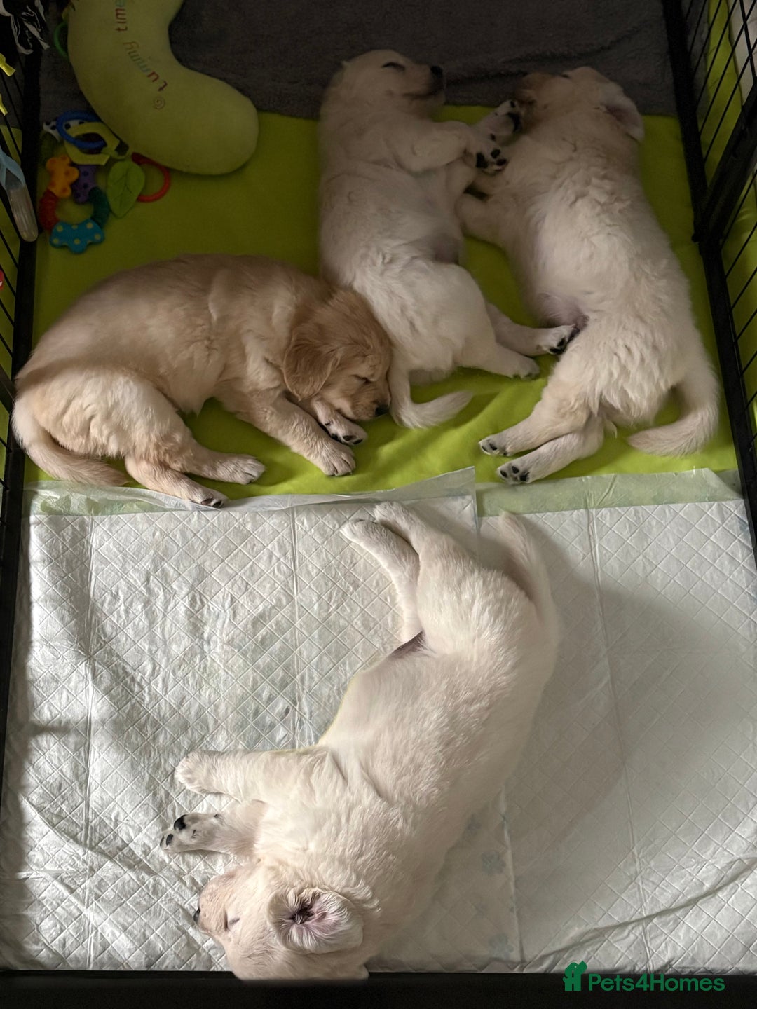 Golden Retriever dogs for sale: Golden retriever puppys - Image 10