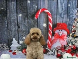 Toy Poodle dogs Stunning Chocolate Toy Poodle in Stafford - Advert 6