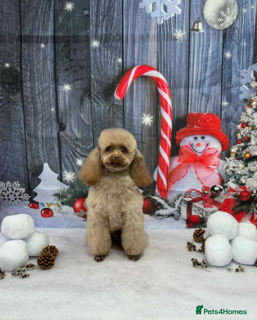 Toy Poodle dogs for stud: Stunning Chocolate Toy Poodle  in Stafford - Advert 1