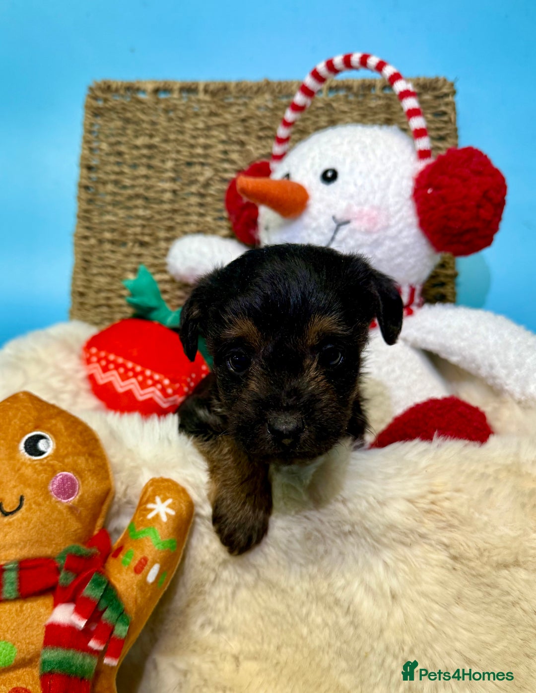 Mixed Breed dogs for sale: Unique Border Terrier X Mini Poodle Puppies! - Advert 12