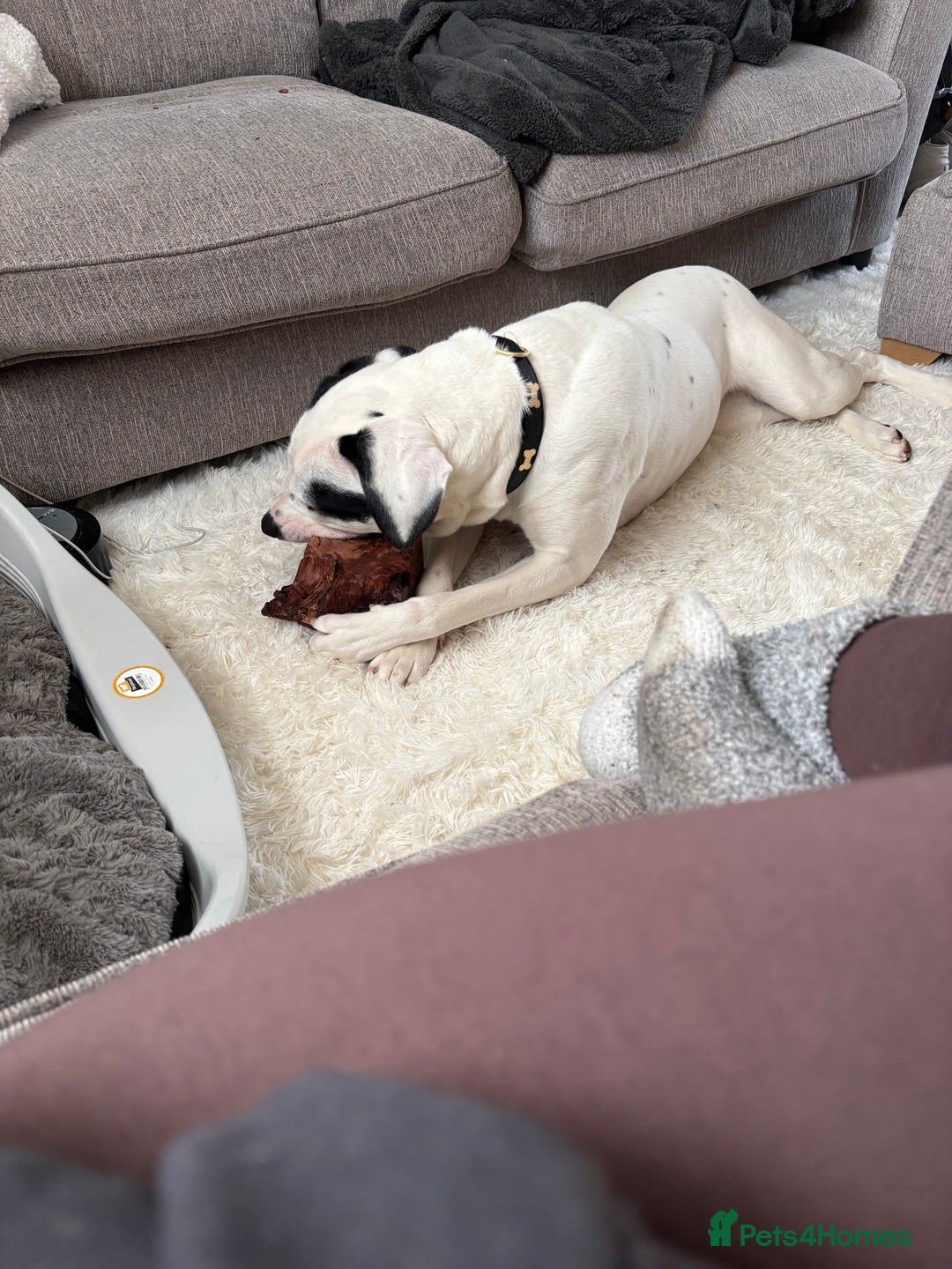 Mixed Breed dogs for sale: Needs new home asap - Advert 7