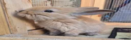 Mini Lion Lop rabbits for sale: Lion lops blue tort and chocolate tort  - Advert 3