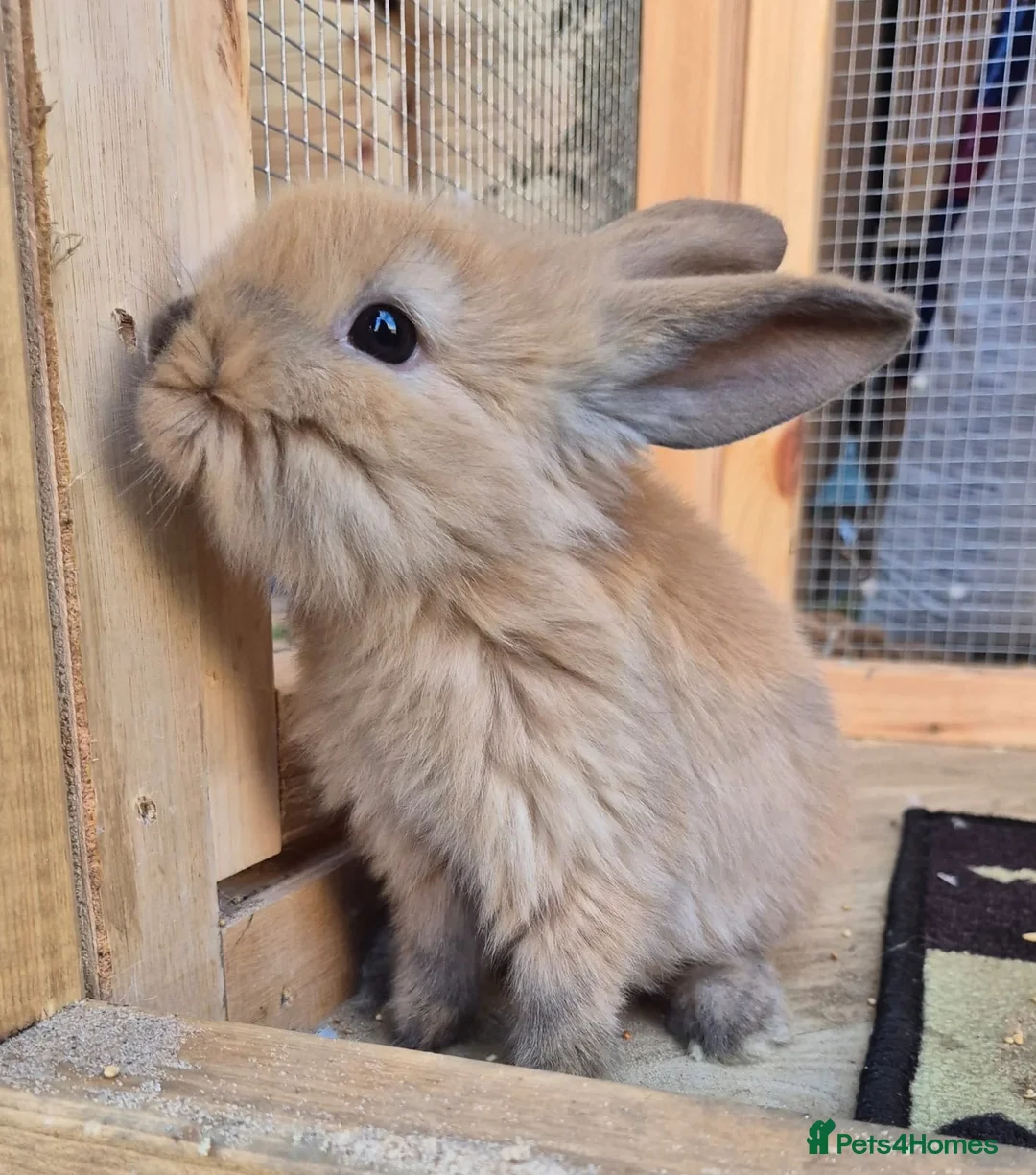 Mini Lion Lop rabbits for sale: Lion lops blue tort and chocolate tort  - Advert 3