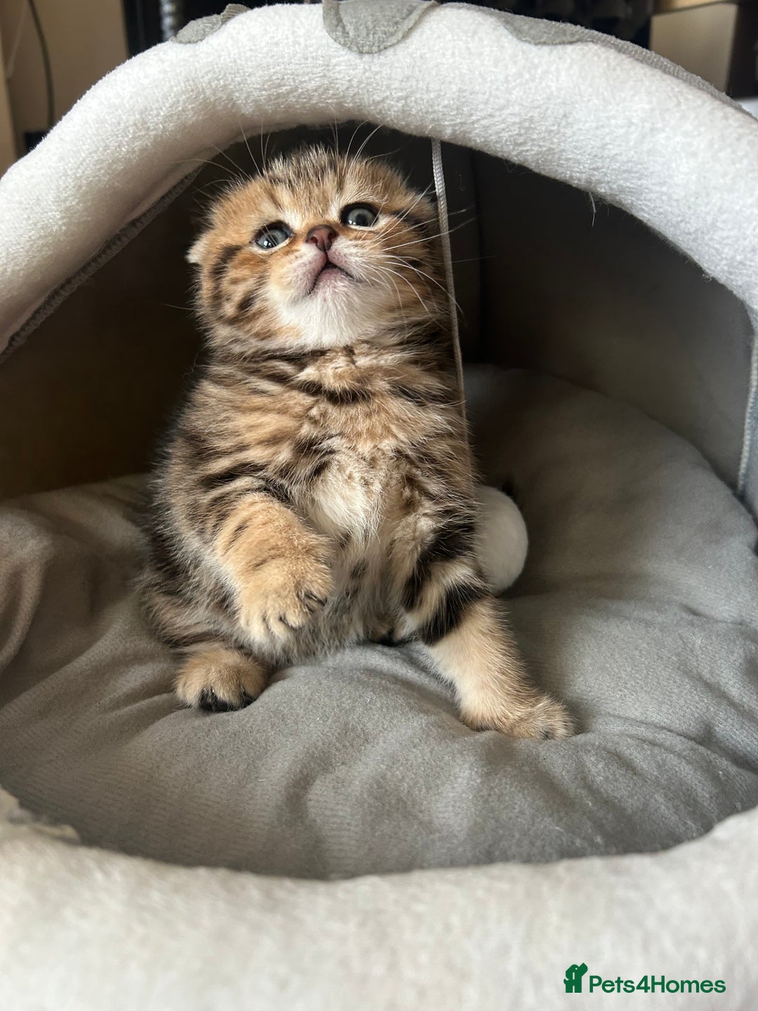 Scottish Fold cats for sale: Pure breed SCOTTISH FOLD - Image 10