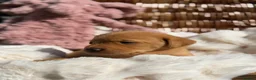 Labrador Retriever dogs for sale: Fox Red KC Registered Labrador Puppies🐾 in London - Advert 3