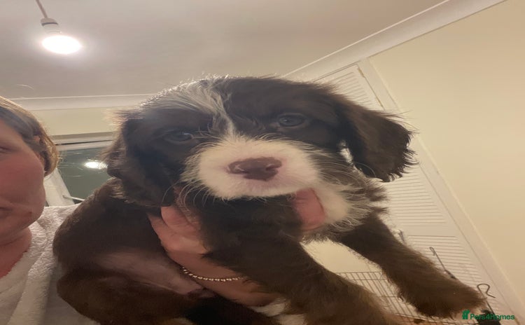 Cavapoo dogs Beautiful cavapoo puppies  - Advert 3