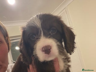 Cavapoo dogs Beautiful cavapoo puppies - Advert 12