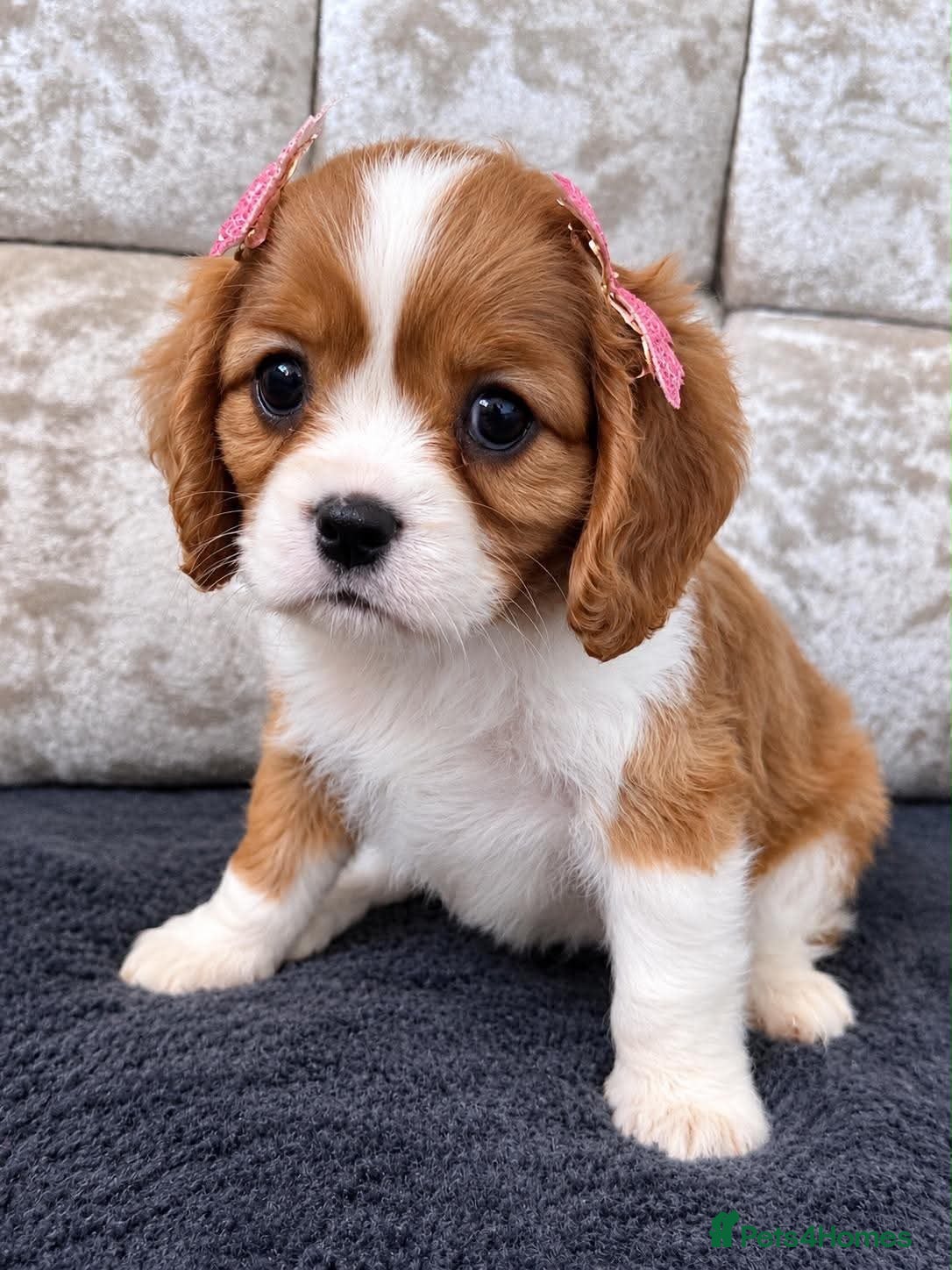Cavalier King Charles Spaniel dogs CHOCOLATE CARRIER CAVALIER PUPPIES! - Advert 1