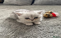 British Shorthair cats for sale: British shorthair  - Image 1