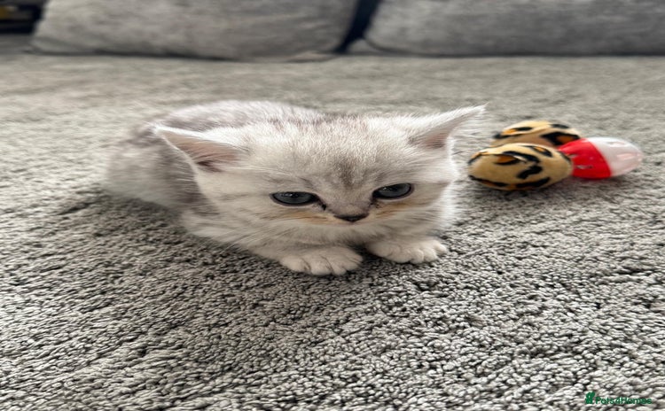 British Shorthair cats - Advert 3