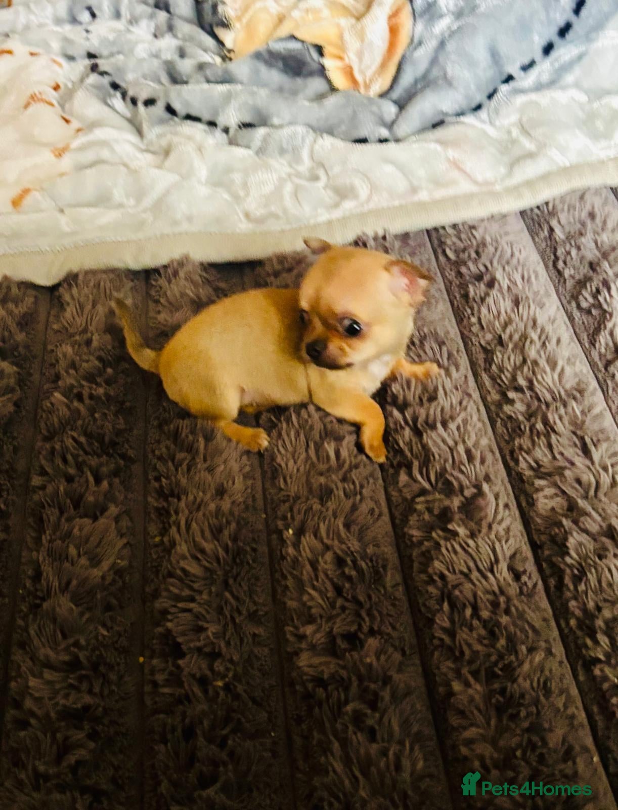 Chihuahua dogs Chihuahua puppy's for sale - Advert 16