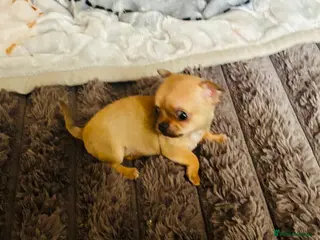 Chihuahua dogs Chihuahua puppy's for sale - Advert 1