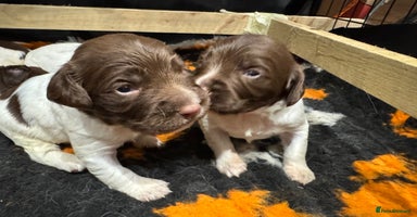 English Springer Spaniel dogs - Advert 3