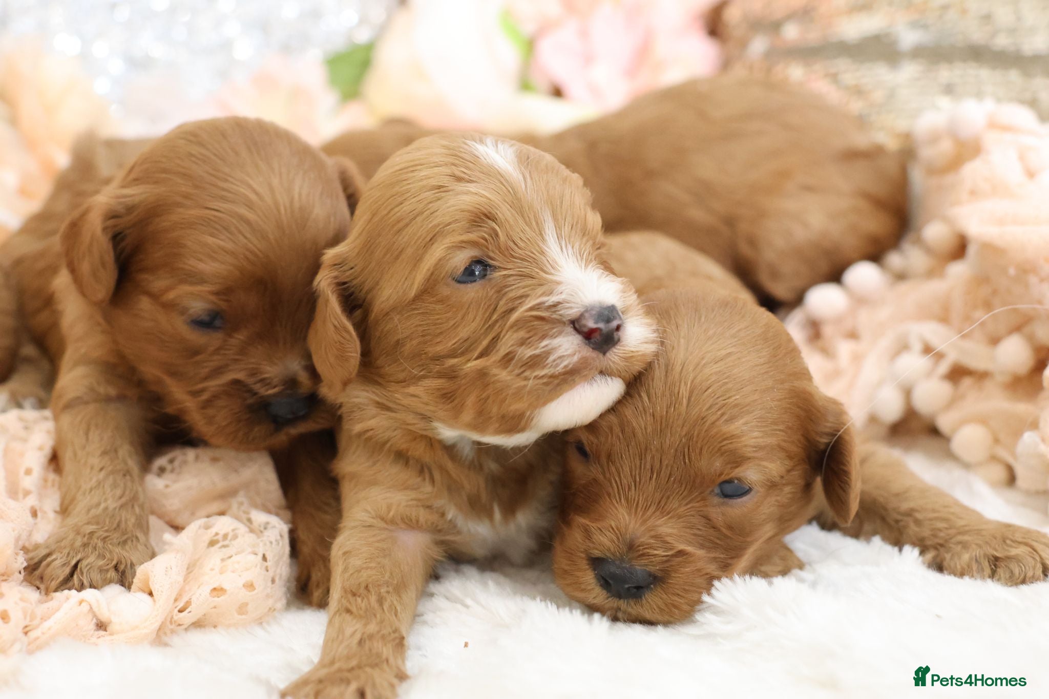 Cavapoo dogs *HEALTH TESTED* CAVAPOOS - Advert 2