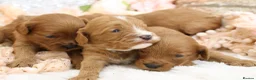 Cavapoo dogs for sale: *HEALTH TESTED* CAVAPOOS - Advert 2