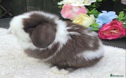 Mini Lop rabbits for sale: Mini lop buck - Image 6