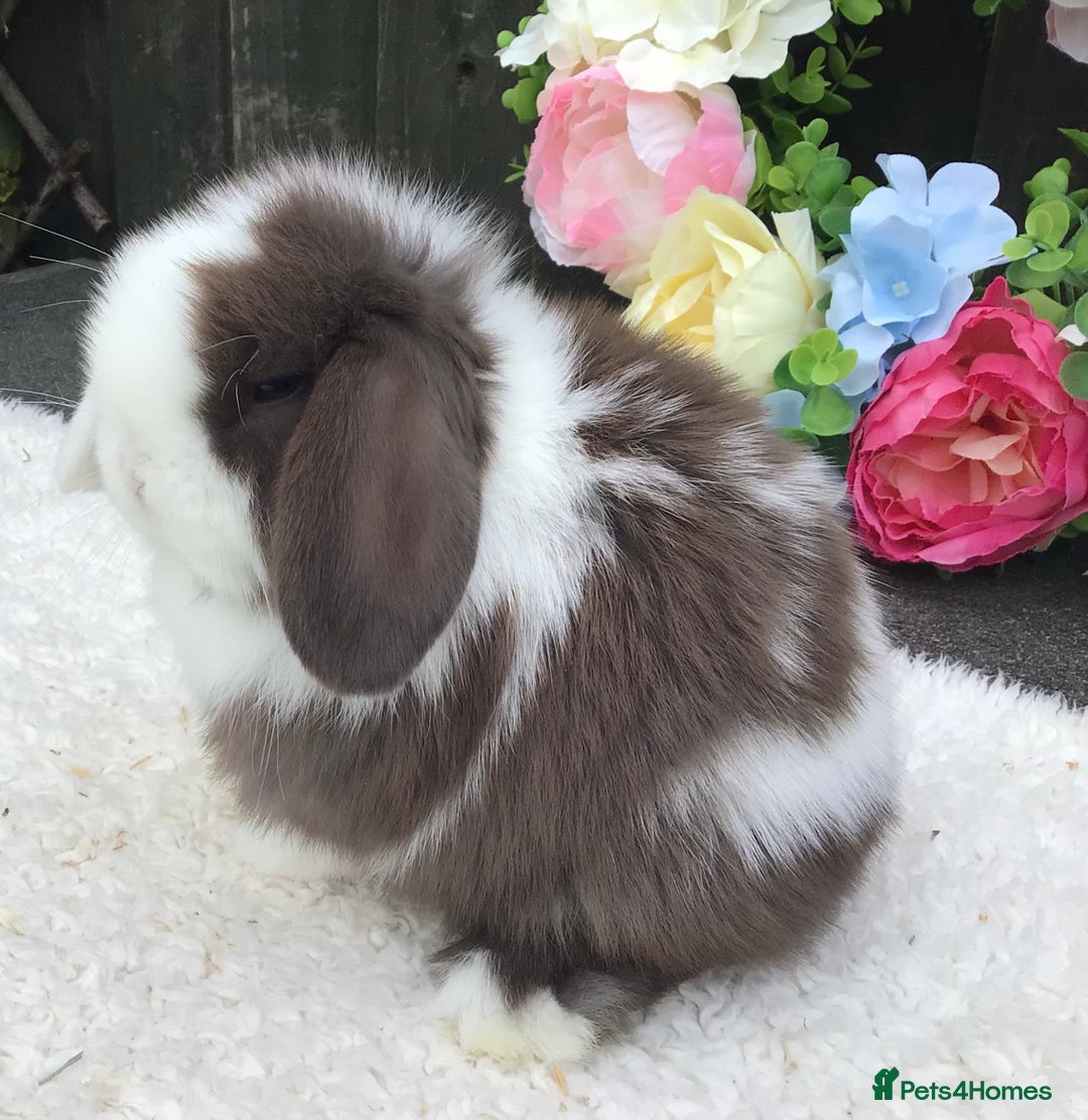 Mini Lop rabbits for sale: Mini lop buck - Image 6