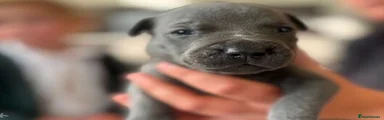Staffordshire Bull Terrier Puppy 3