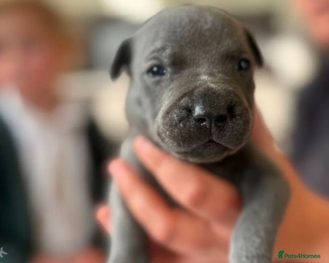 Staffordshire Bull Terrier dogs for sale: Most Friendly Staffy’s & Great Personality  in Aylesbury - Advert 2