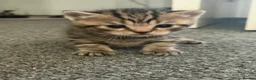 Scottish Fold cats for sale: Scottish fold kittens - Advert 28