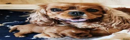 Cavalier King Charles Spaniel dogs for sale: kC reg health clear cavalier king charles pups in Chorley - Advert 1