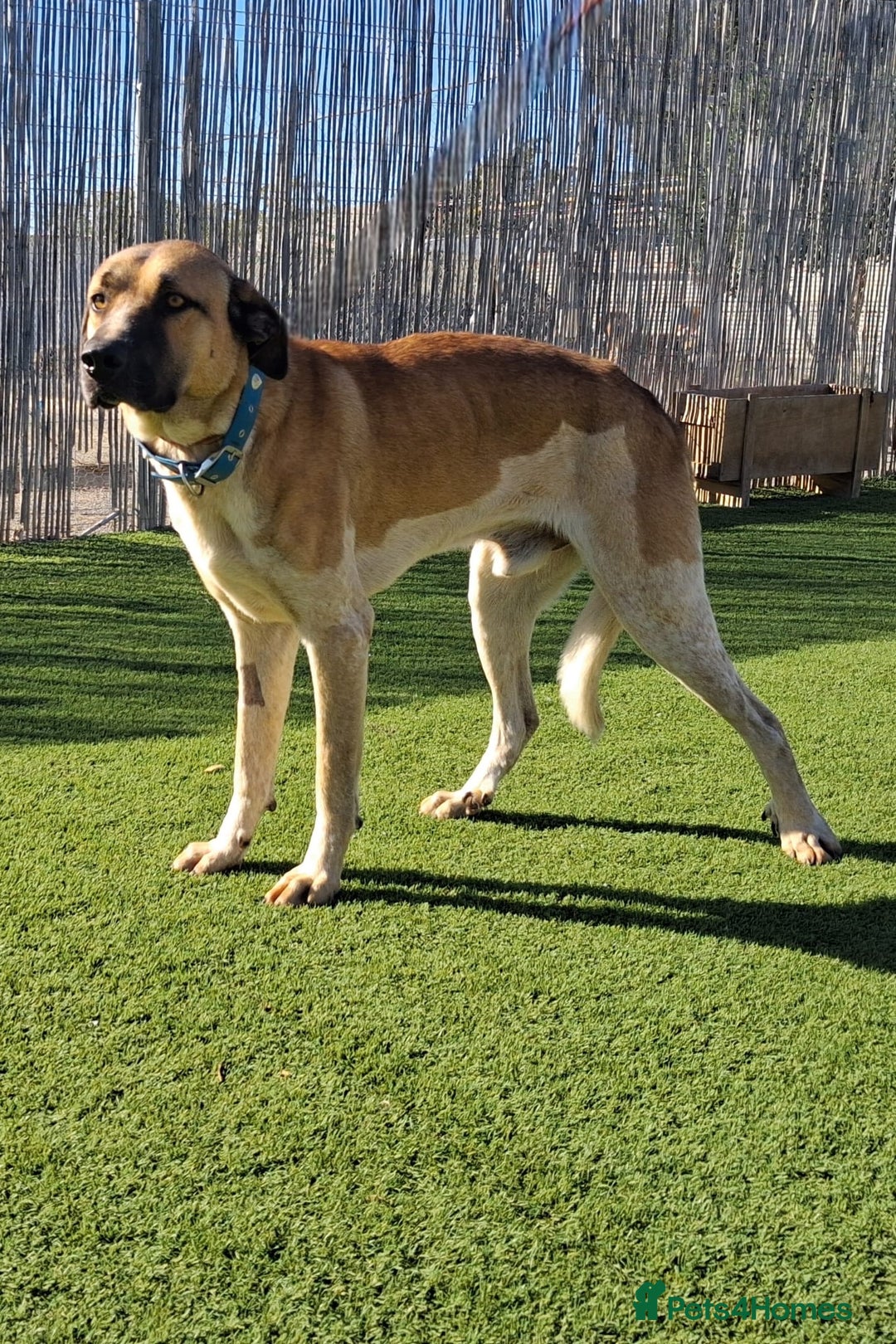 Mixed Breed dogs for adoption: URGENT‼️Can you please give me, MAX, a home too? - Advert 2