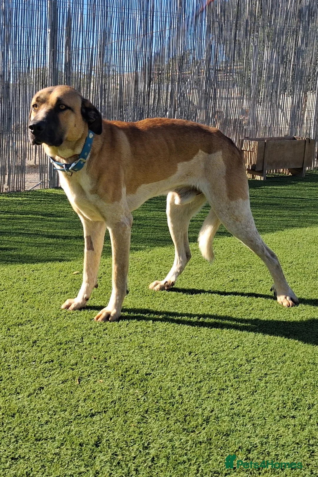 Mixed Breed dogs for adoption: 🚨 Urgent -Kennel Closed SOS  - Advert 2