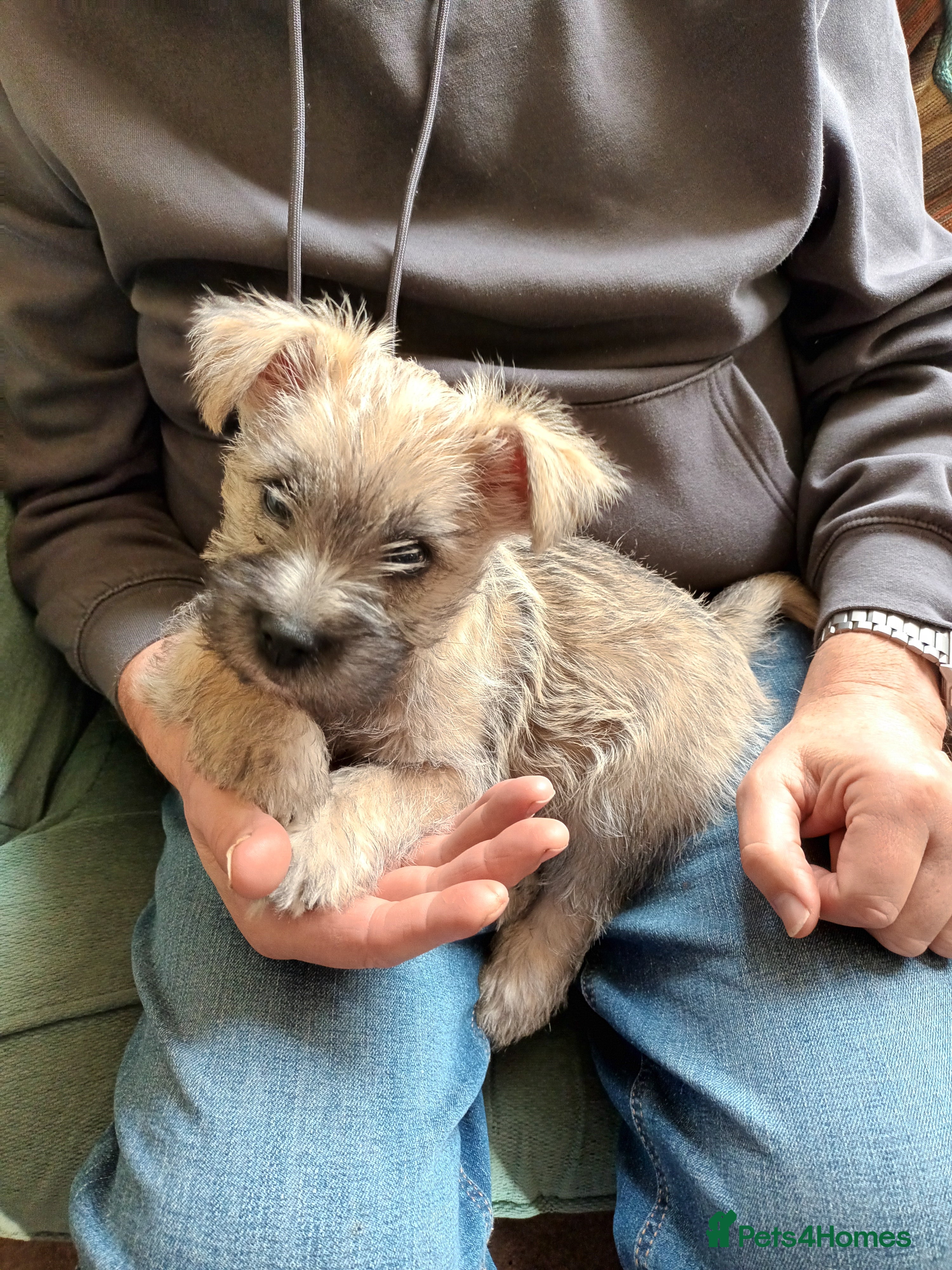 Cairn Terrier dogs 5 Adorable Cairn Terrier Pups - Advert 1