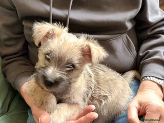 Cairn Terrier dogs 5 Adorable Cairn Terrier Pups - Advert 1