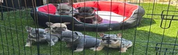 French Bulldog dogs for sale: 5 stunning French bulldogs  in Wokingham - Advert 4
