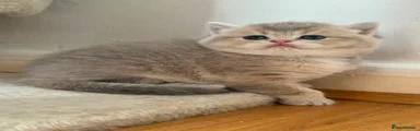 British Shorthair 5