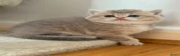 British Shorthair cats for sale: British shorthair  - Advert 1