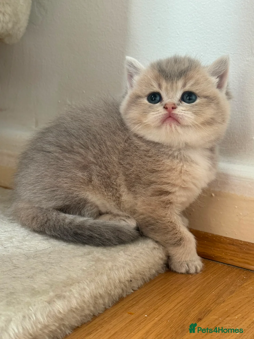 British Shorthair cats for sale: British shorthair  - Advert 1