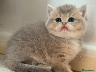 British Shorthair cats British shorthair - Advert 15