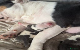 Mixed Breed dogs for sale: Olde pocket bully/ mixed bully  - Image 4