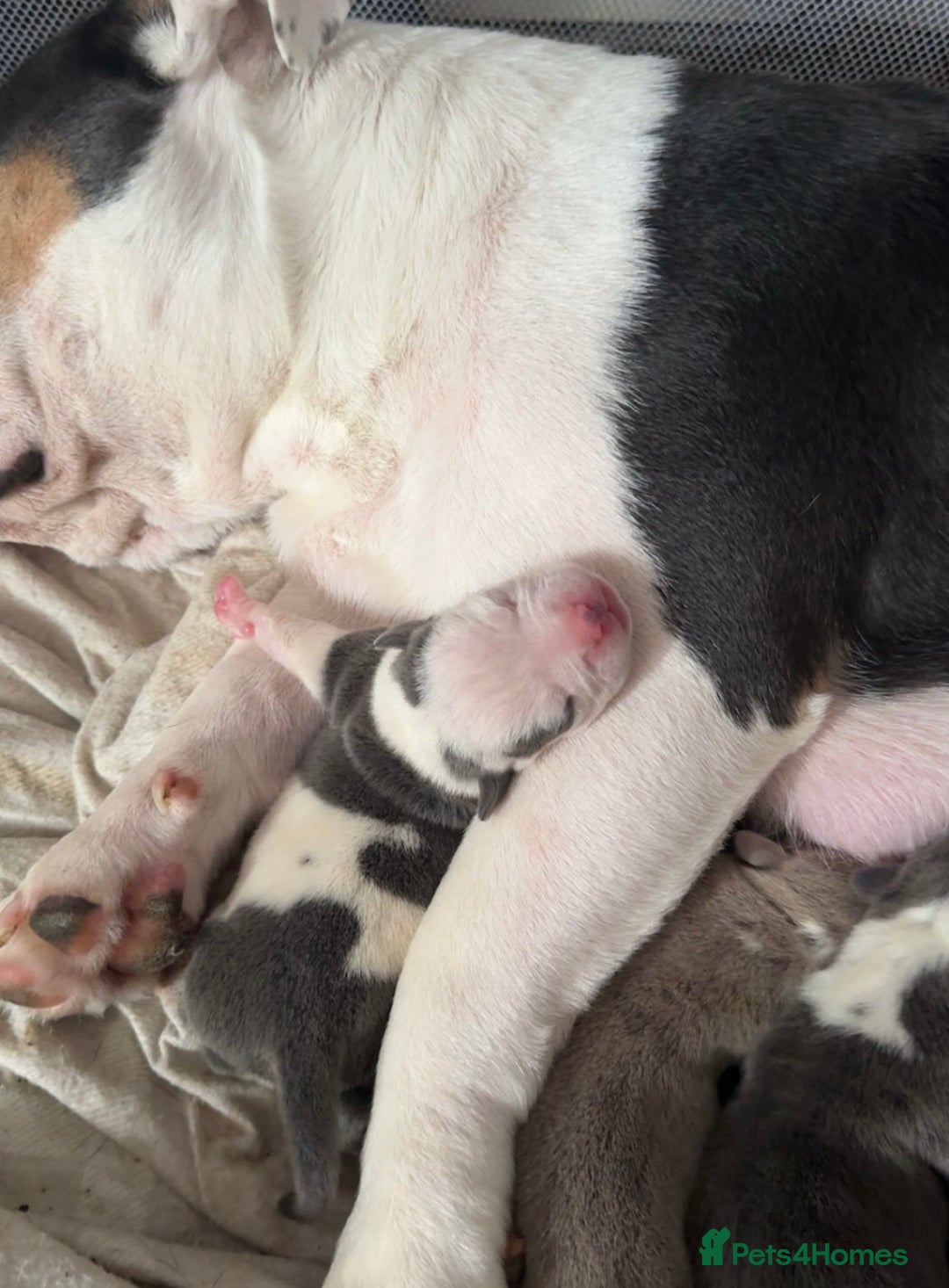Mixed Breed dogs for sale: Olde pocket bully/ mixed bully  - Image 4