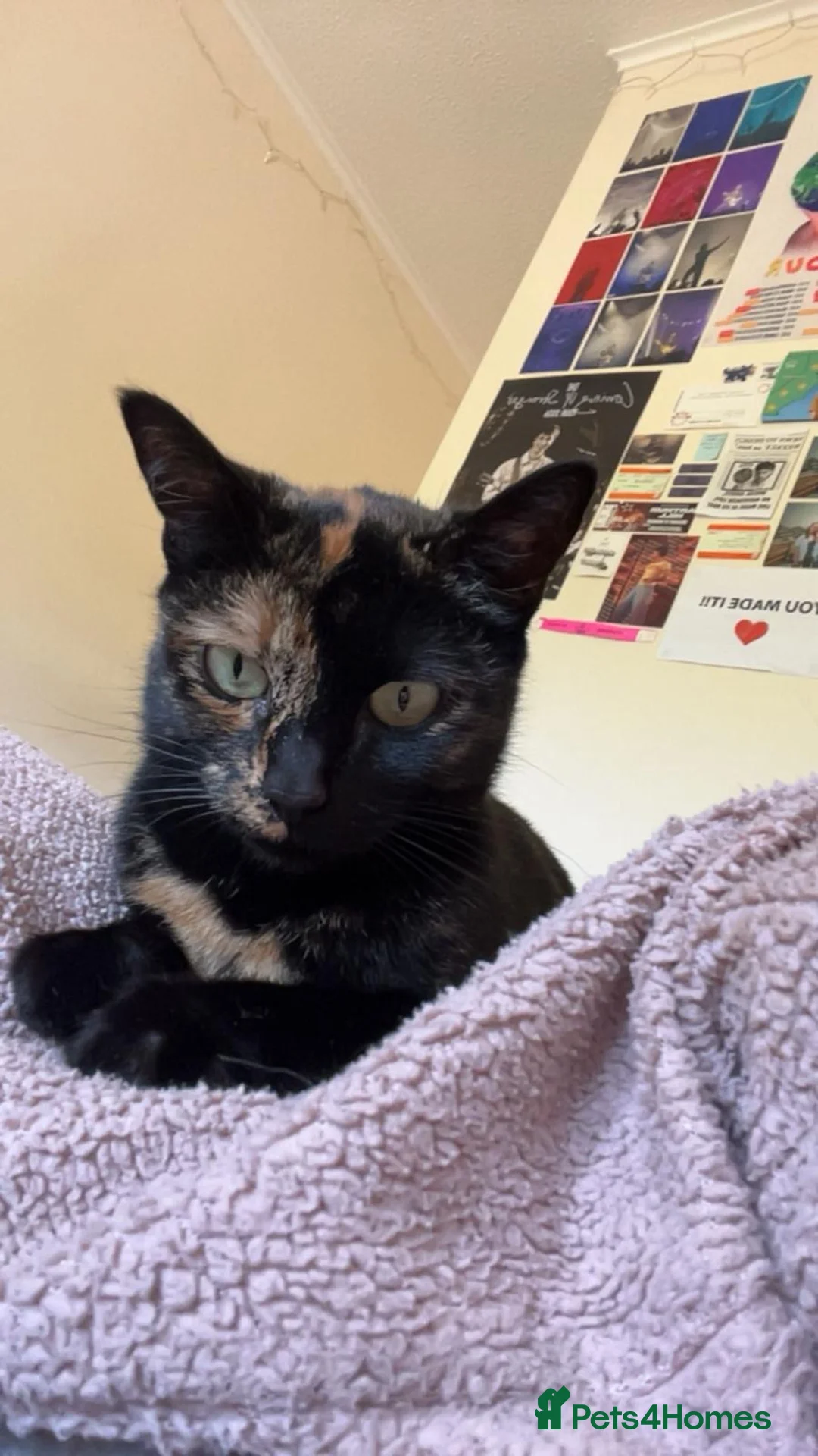 British Shorthair cats for sale: Black female kitten  - Advert 1