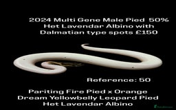 Python Snake reptiles for sale: Various Emoji Pied Ball Pythons Royal Snake  - Image 4
