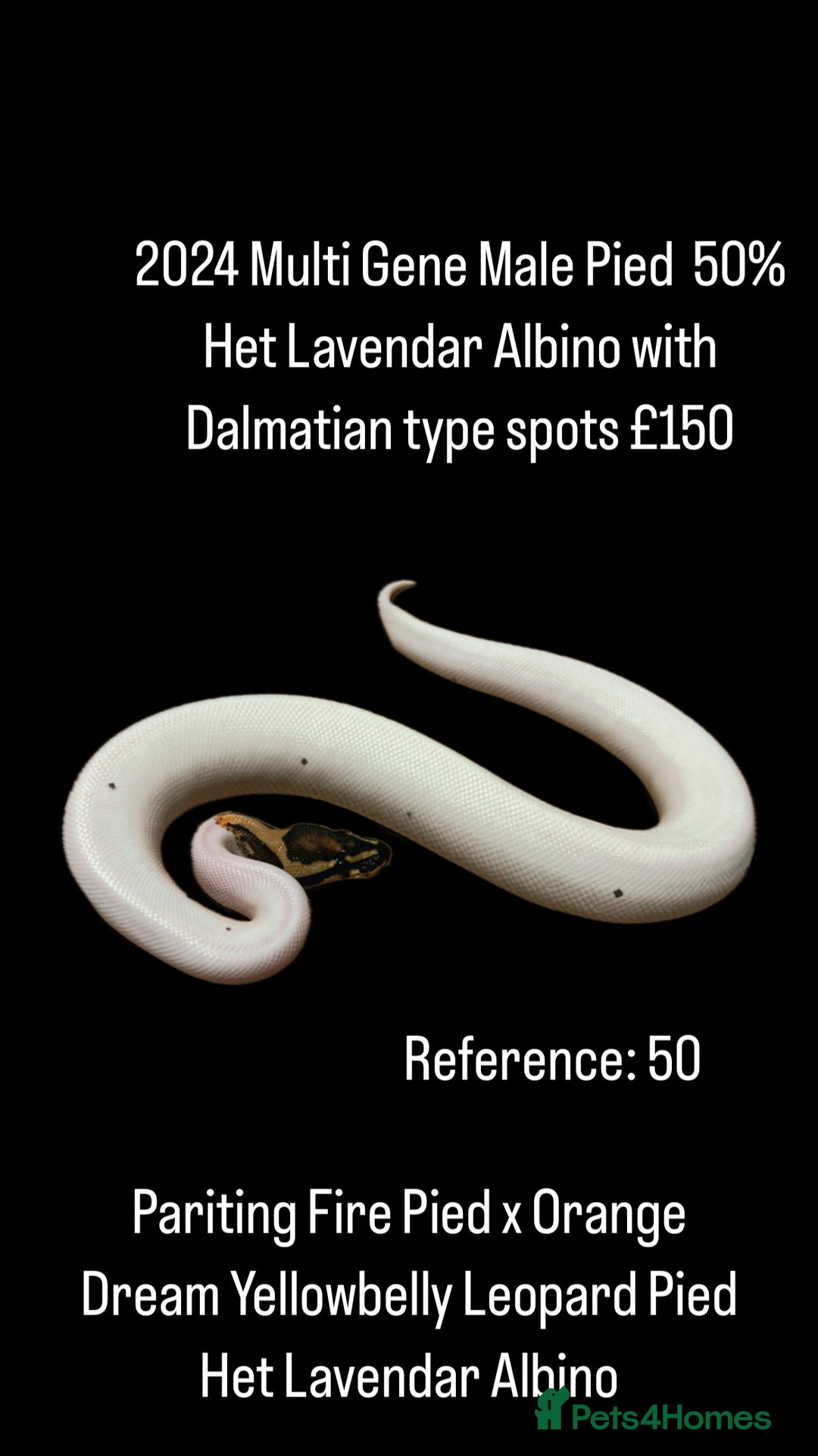 Python Snake reptiles for sale: Various Emoji Pied Ball Pythons Royal Snake  - Image 4