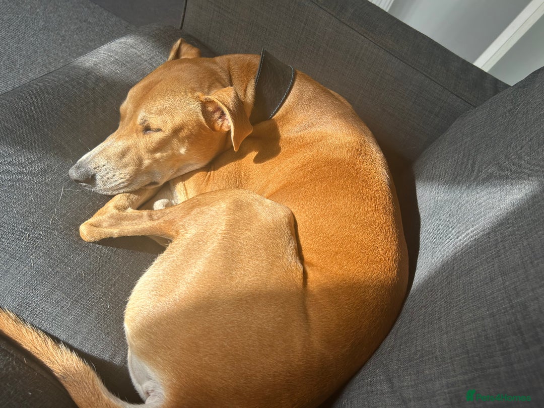 Lurcher dogs for sale: Reggie💙  - Image 9