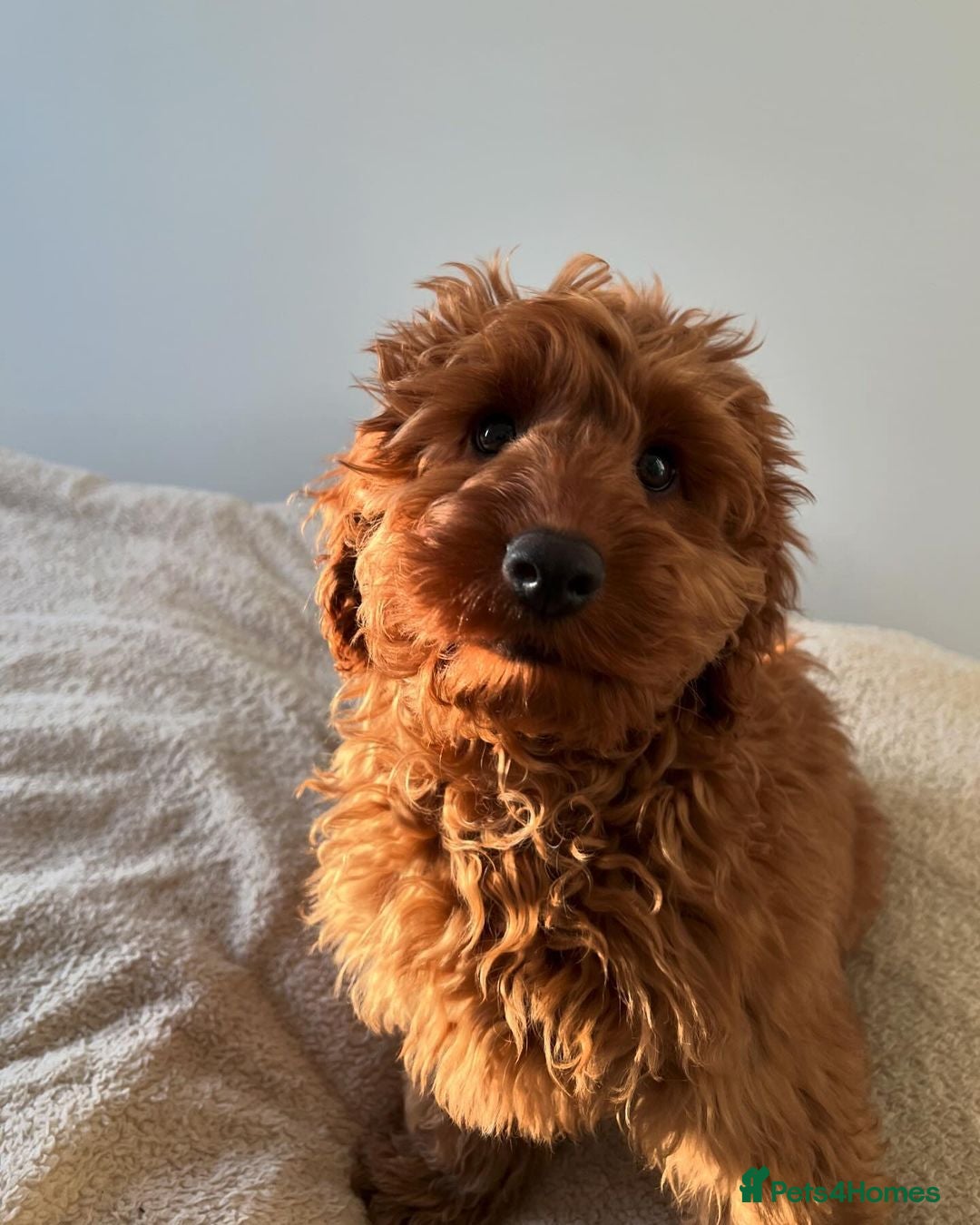 Cockapoo dogs for sale: gorgeous 7-month-old male Cockapoo  - Image 3