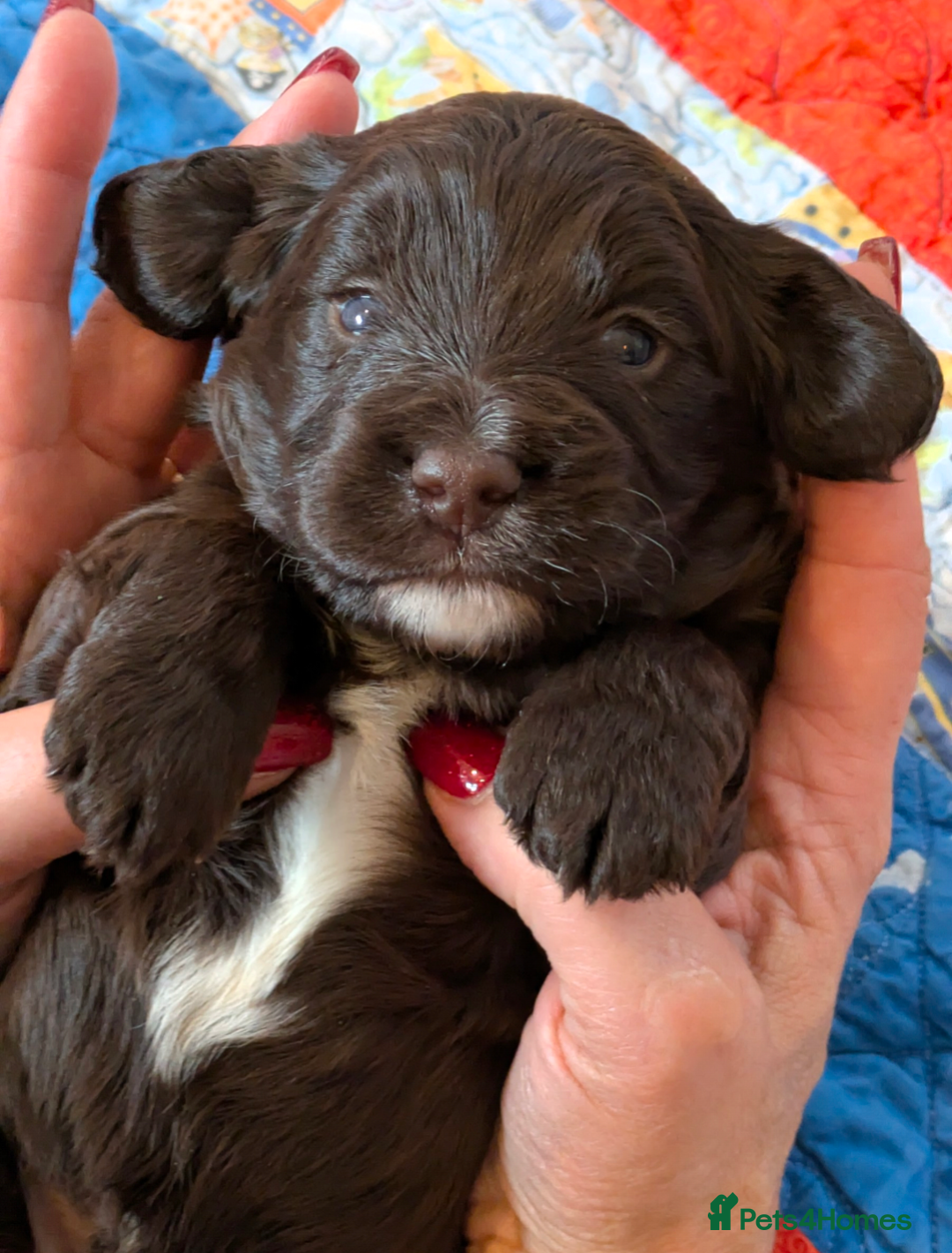 Cockapoo dogs for sale: F1 Cockapoo Chocolate Puppies - Image 9