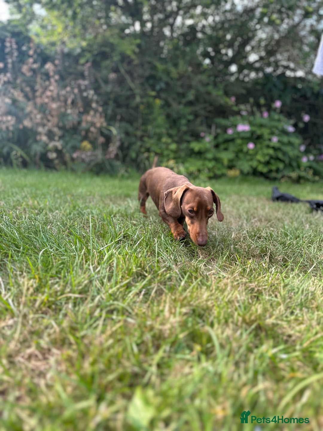 Miniature Dachshund dogs for stud: Miniature dachshund for stud - Advert 4