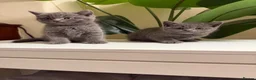 British Shorthair cats for sale: Beautiful British short hair kittens  - Advert 13