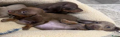 Dachshund 2